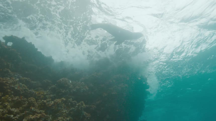 A seal swimming out in the ocean