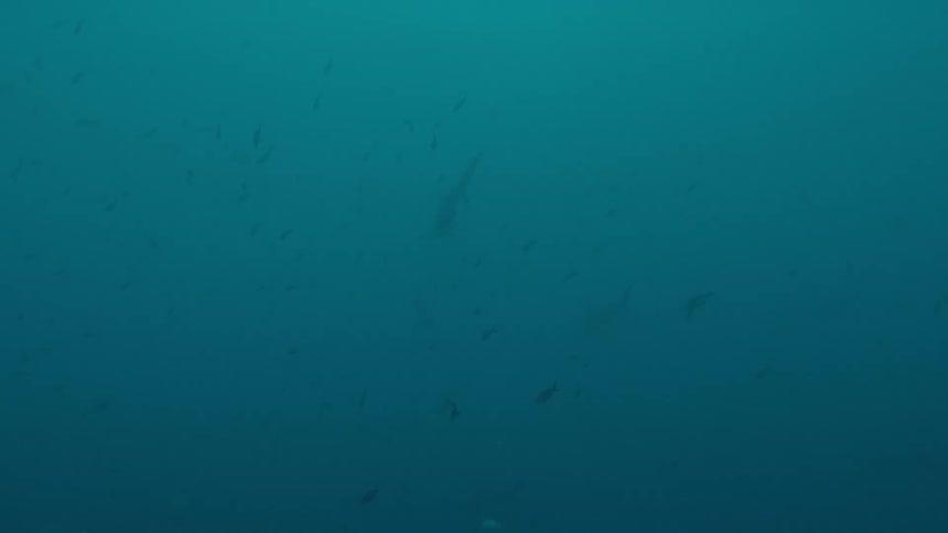 The silhouettes of sharks swimming overhead are seen from far beneath the surface of the ocean
