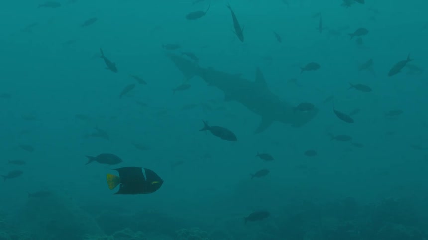 A shark swimming with fish in the ocean