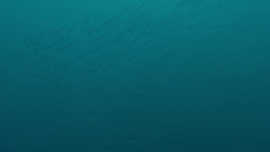 Fish are swimming in the ocean water