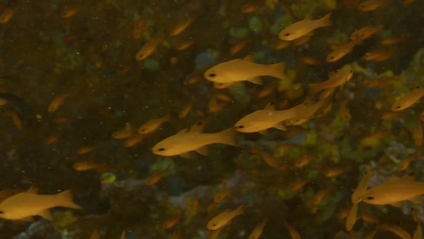 Fish are swimming under water next to plants