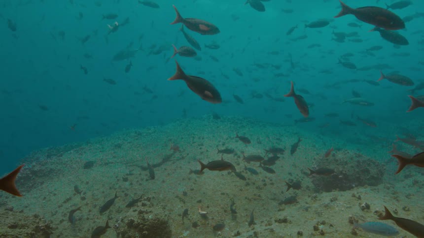 Underwater the water is full of fish