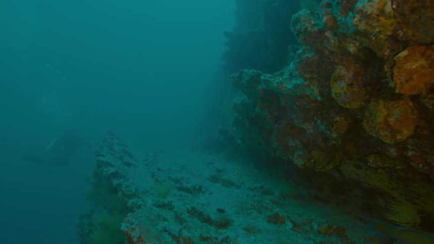 A person scuba diving in a coral reef