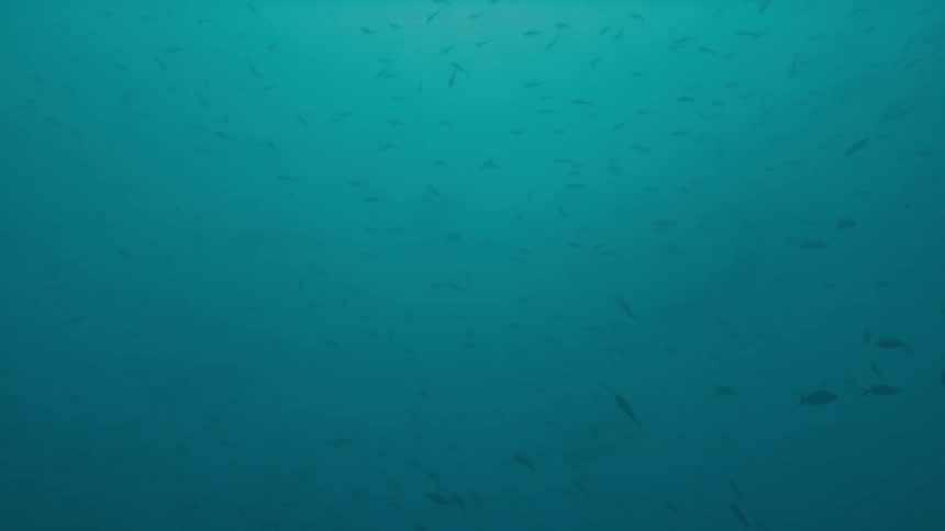 Fish are swimming in the ocean water