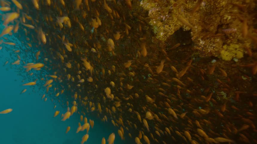School of fishes