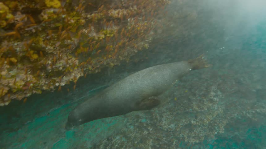 A seal swimming underwater in the ocean with bubbles