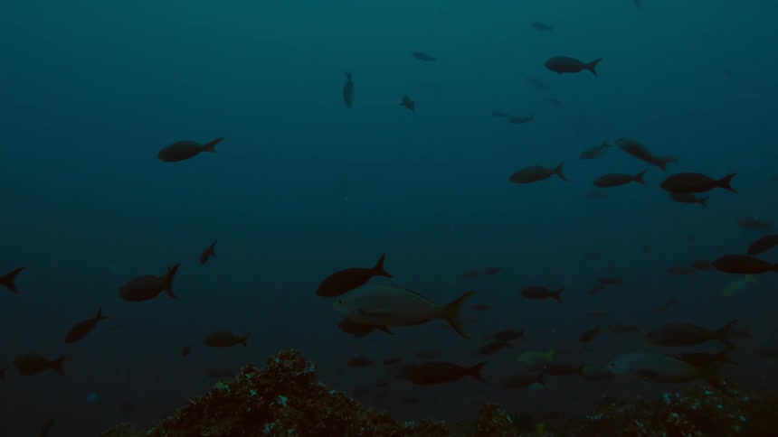 Fish swim near the coral at the bottom of the ocean
