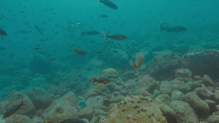 A number of small fish calmly swim close to the ocean floor
