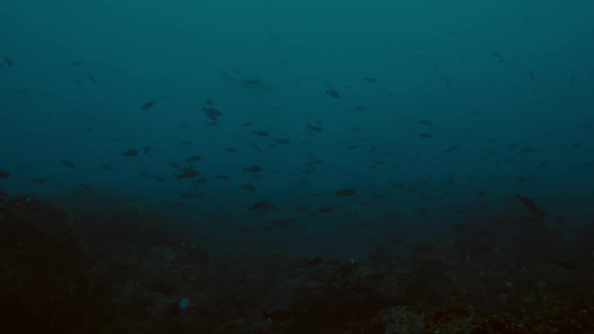 Fish swim over reef in murky blue water
