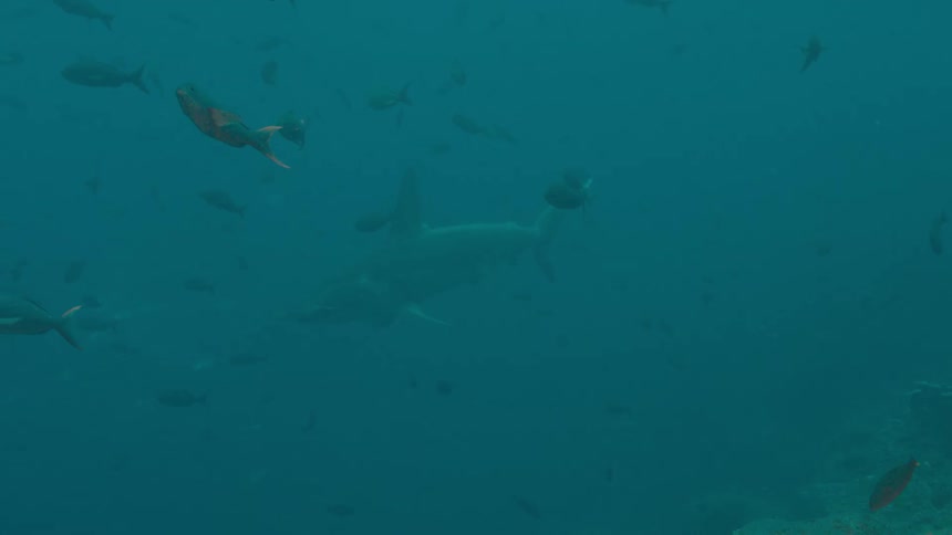 Silhouette of sharks swimming in the distance on the murky ocean waters