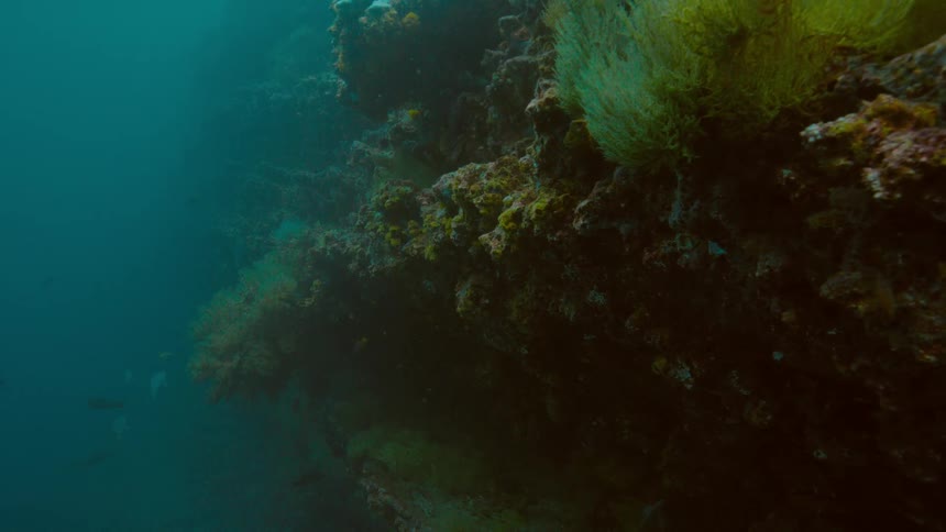 Small fish swim among murky waters near coral reef