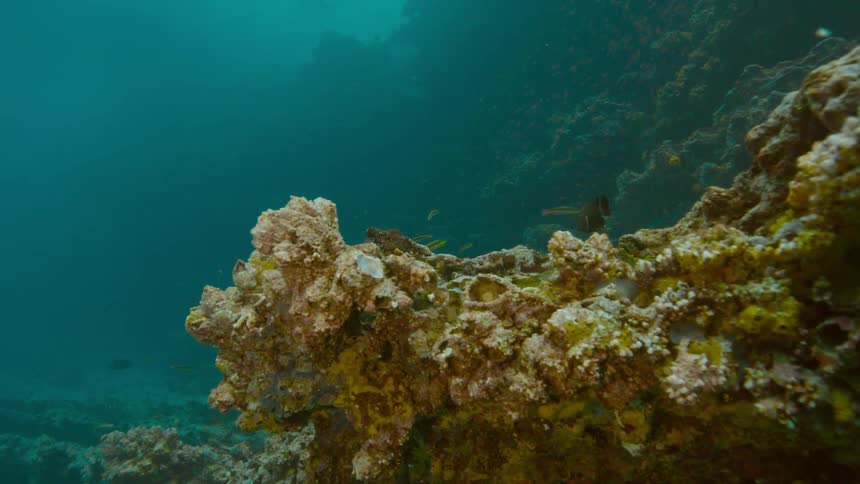 Fish swim near the coral at the bottom of the ocean