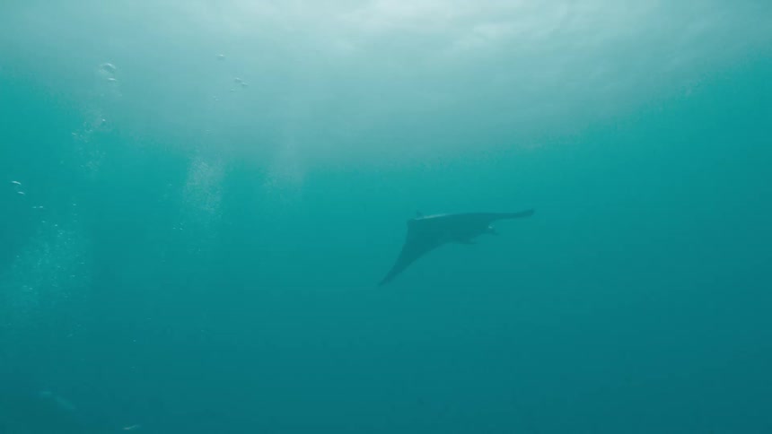 Fish are swimming in the ocean water during the day