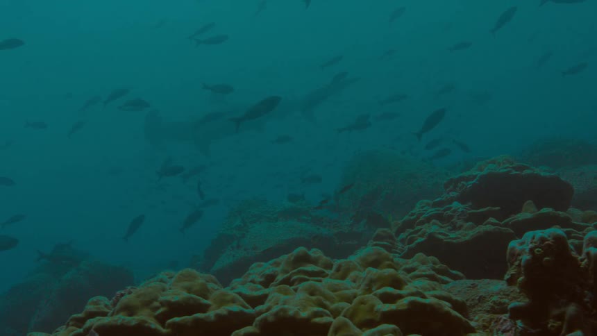 Fish swim near the coral at the bottom of the ocean