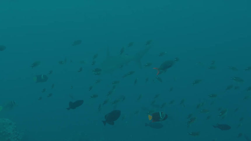 Fish swimming under water