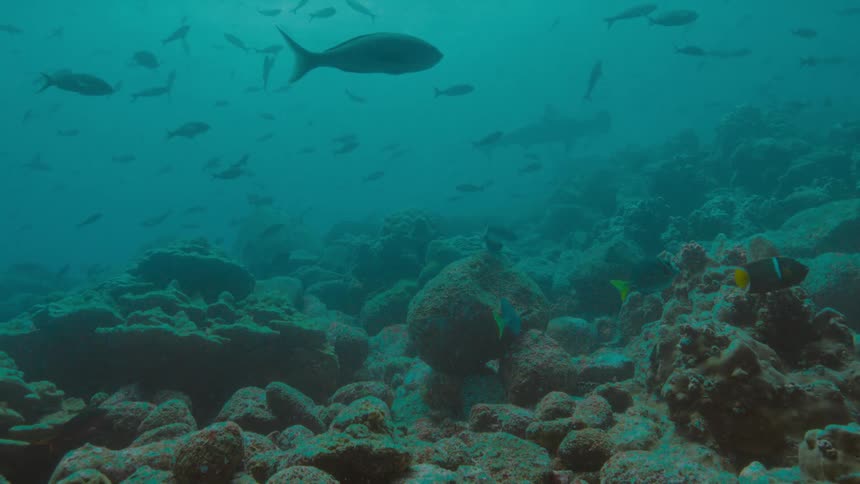 A large number of fish swim through the water near the ocean floor as a shark passes in the distance