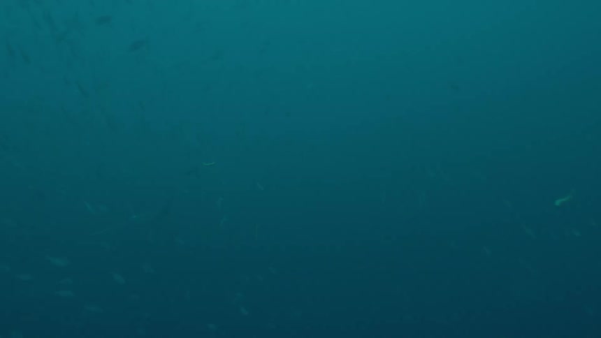 Under water footage of fish swimming in the ocean