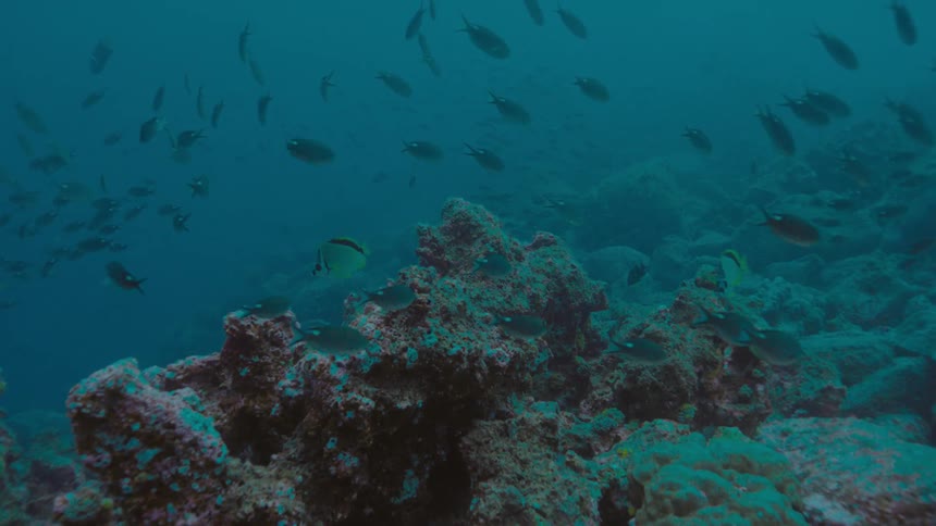 Fishes swimming over a coral reef on the blue ocean waters