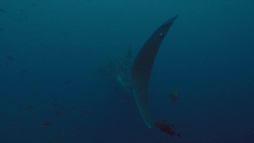 Shark with fishes
