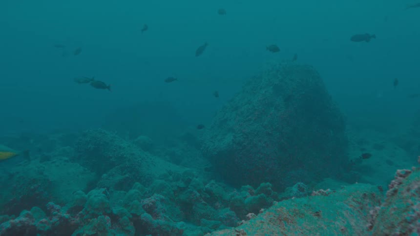 Fish swim through murky water over coral reef
