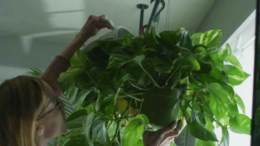 Woman wearing long sleeved sweater waters one of several potted plants in room