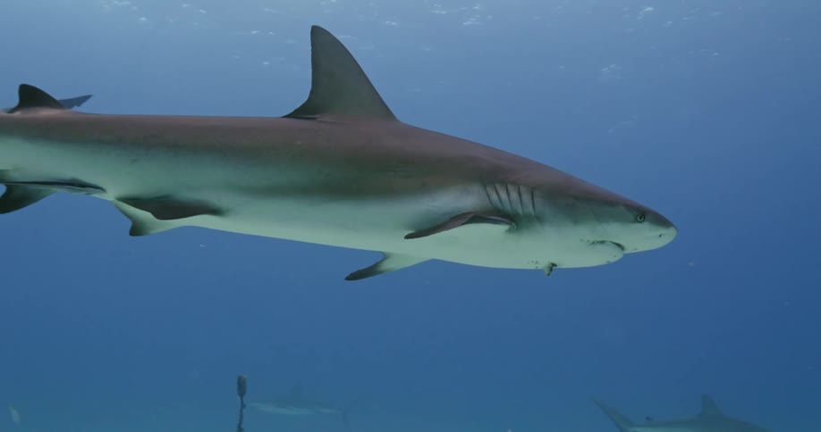 Many sharks swim under the oceans surface