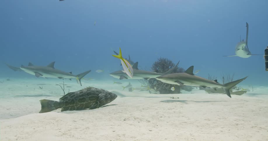 One large fish rests on sandy seafloor as sharks and other fish swim nearby
