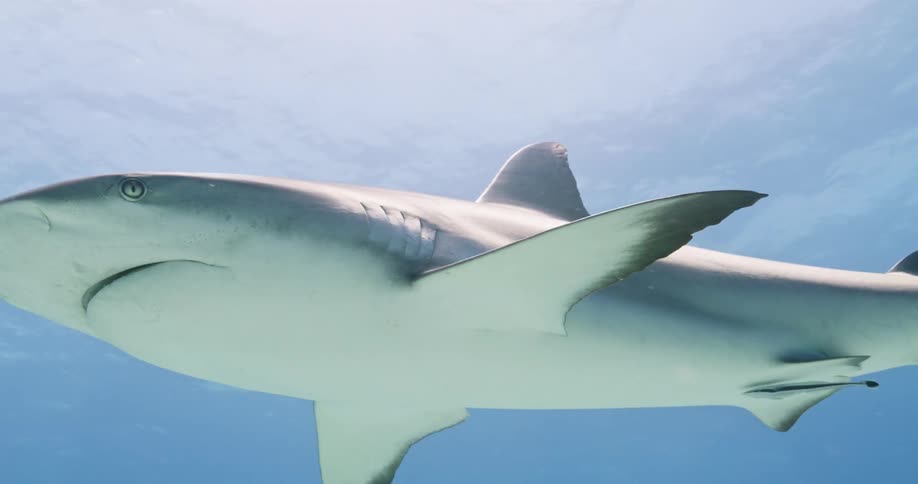 A large shark swims underwater