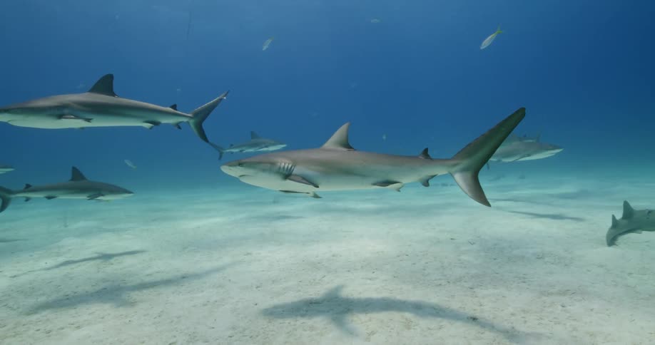 Underwater footage of fish swimming in the ocean
