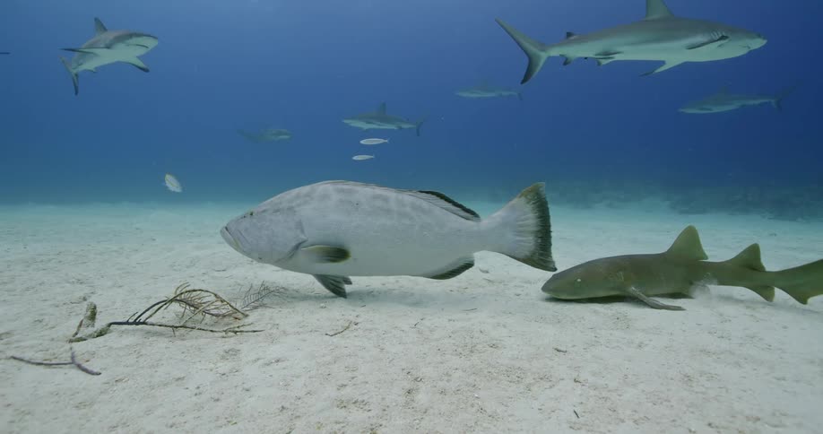 Fish and a shark swimming under water
