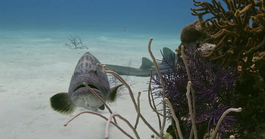 A large fish hovers over the white sand next to some large coral as other fish swim behind it