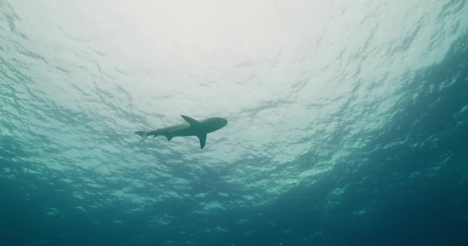 A shark swimming underwater in the ocean with the sky and clouds above