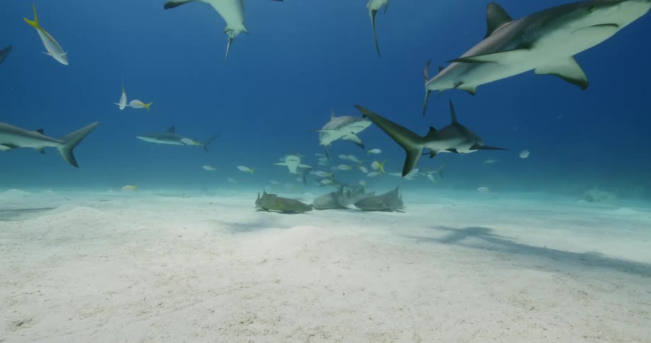 Several sharks swim around the area as a handful of sharks rest on sandy seafloor
