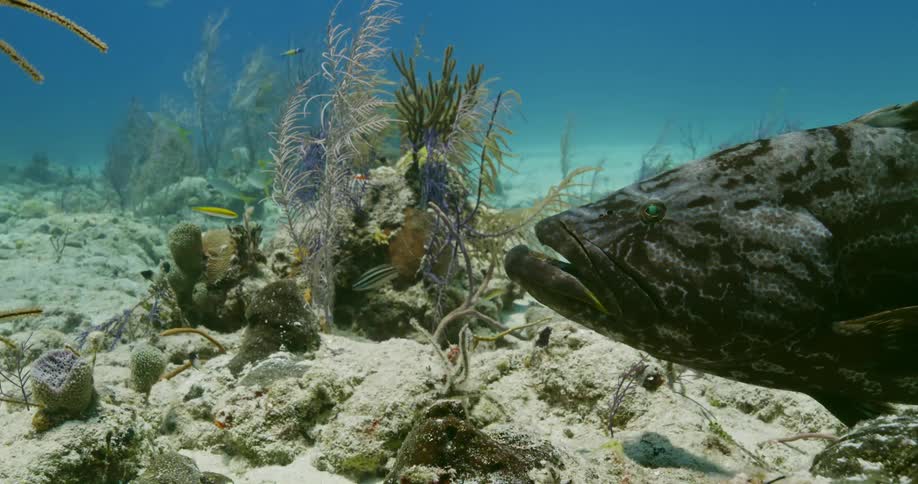 A Grouper sits underwater