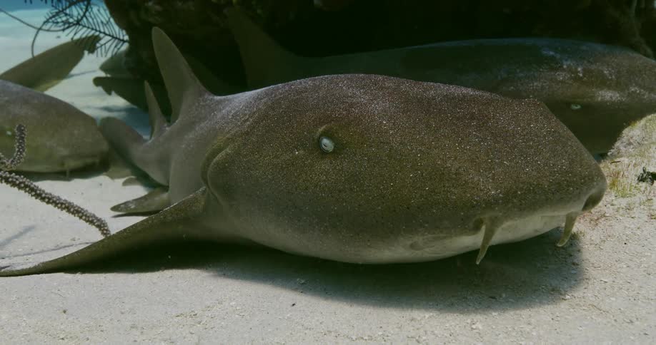 A fish laying down in the ocean