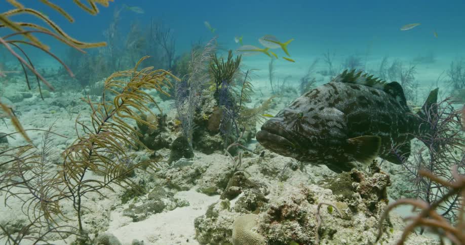 Black Grouper in a coral reef