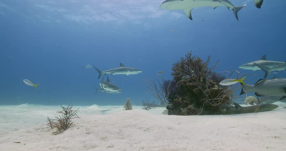 Sharks swimming under water