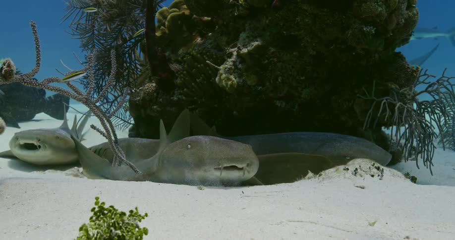 Sharks and fish in the ocean