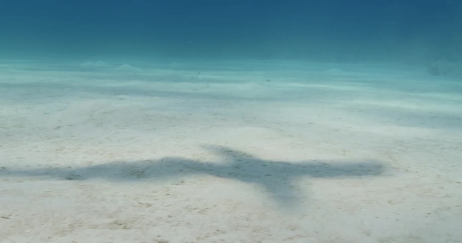 The shadow of a shark can be seen swimming