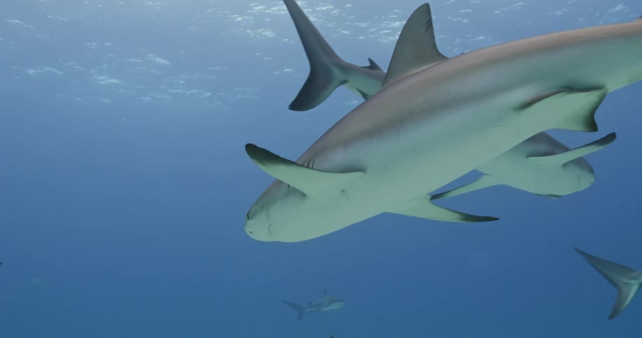 Sharks swim over vegetation dotted seafloor as light shine through ripples from above