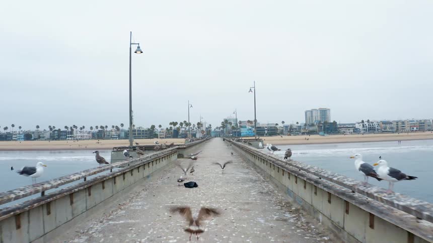 Seagulls flap along and perch on center and rail of walkway leading toward beach and town over ocean
