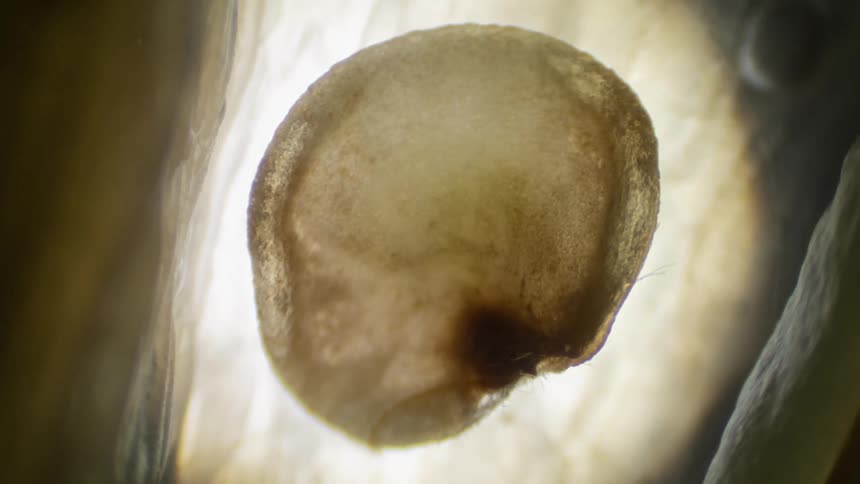 A seed inside a plant evolves under a microscope
