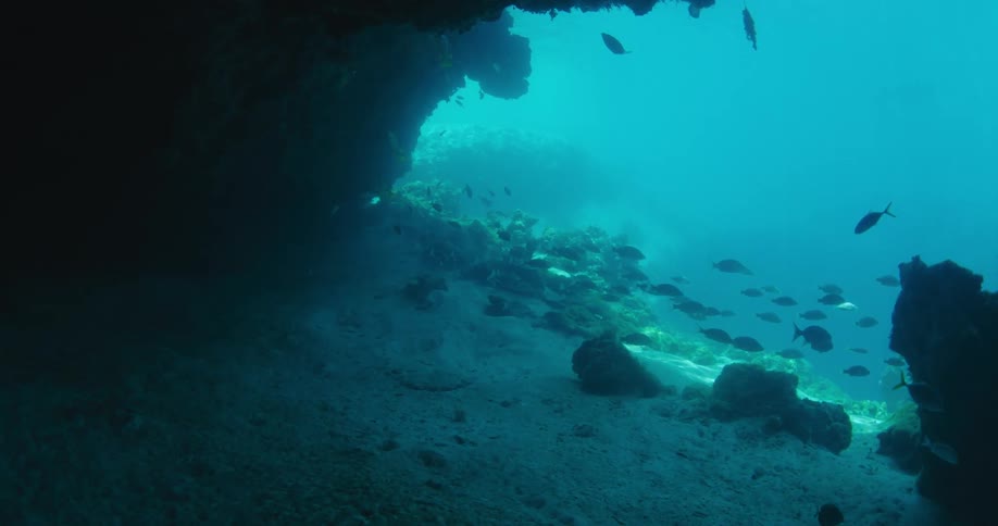 Fish swimming in the ocean near a reef