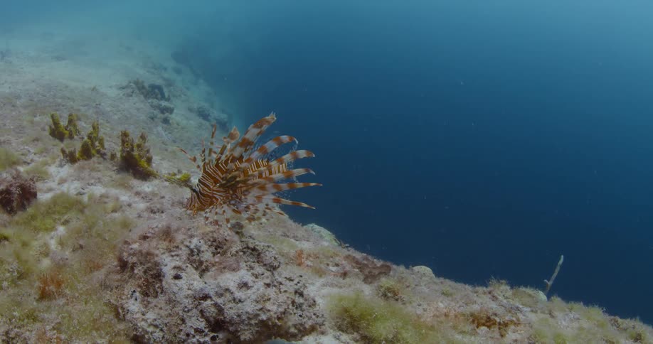 A fish swims near the sea floor during the day