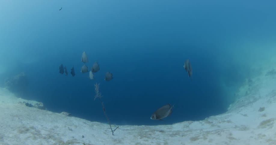 A small school of tropical fish swim near the opening of an underwater hole