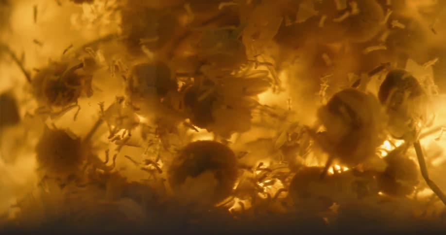 Small flower buds are magnified under a microscope