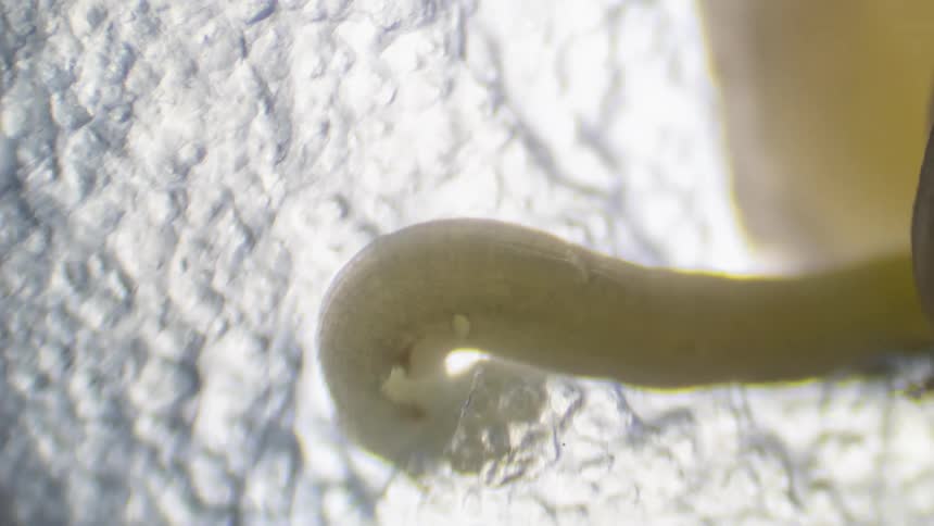A shoot from a seed starts to grow under a microscope