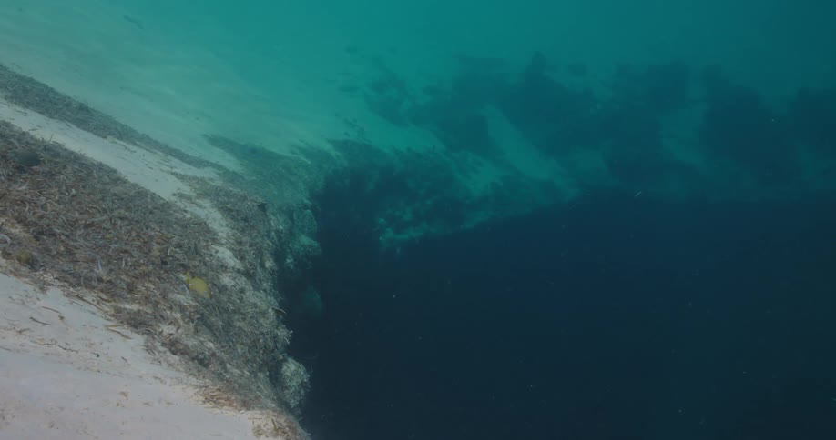 Fishes swimming underwater in the ocean