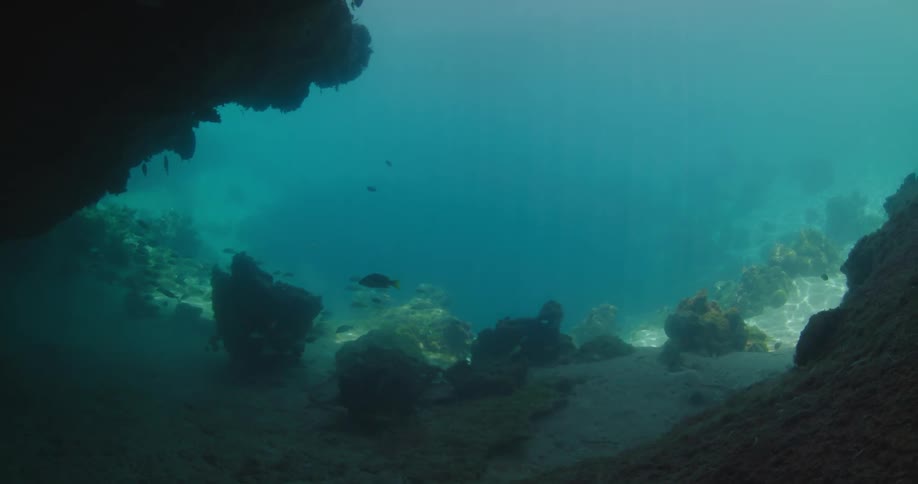 Fishes swimming underwater in the ocean