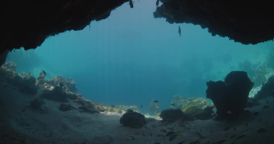 Dozens of fish swim near a cave at the ocean floor